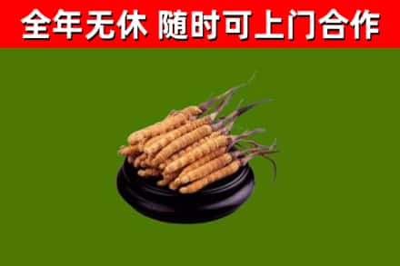 天心区烟酒回收冬虫夏草.jpg